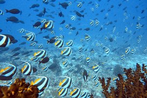 Maldivi, Baa atol in mante - 8452.JPG