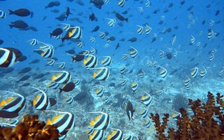 Maldivi, Baa atol in mante - 8452.JPG