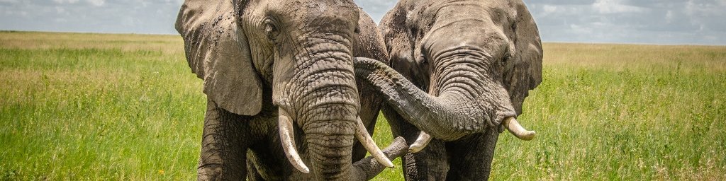 Kenija: safariji in rajske plaže