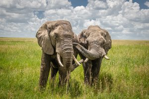 Kenija in Tanzanija: safari in Zanzibar - 8454.jpg