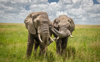 Kenija in Tanzanija: safari in Zanzibar - 8454.jpg