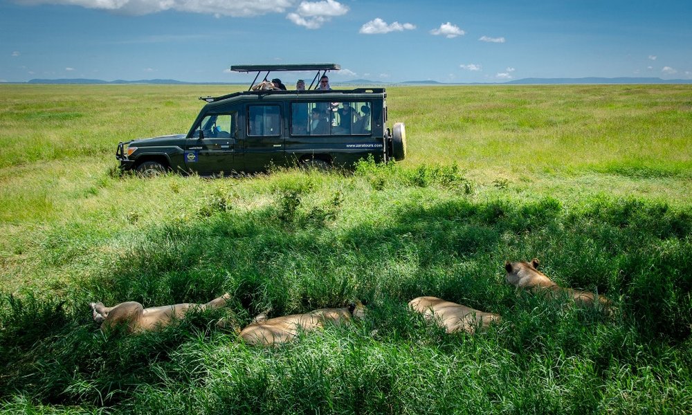 Safari, fotolov na mačke