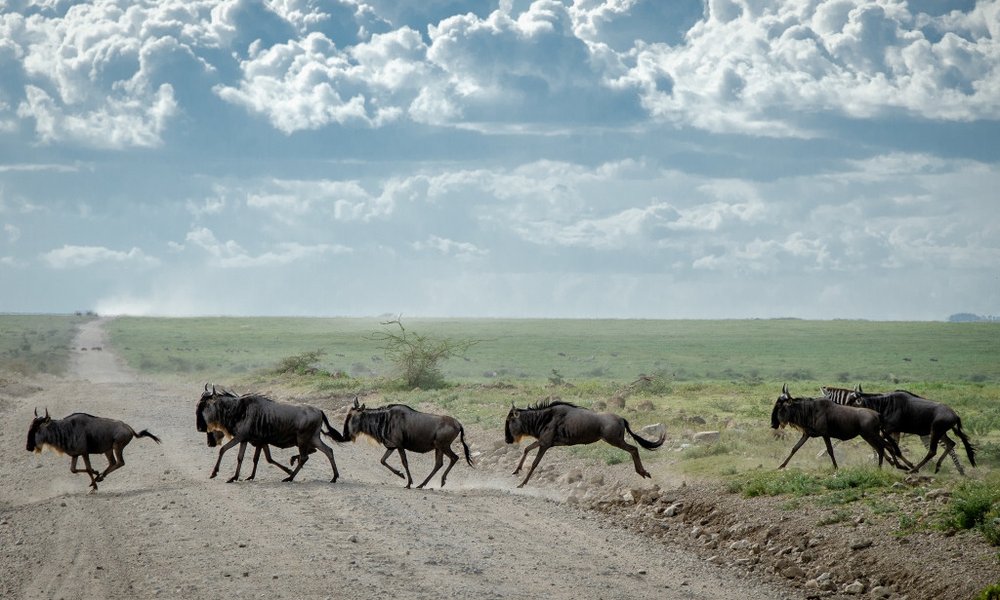 Gnujev je v času migracije na tisoče