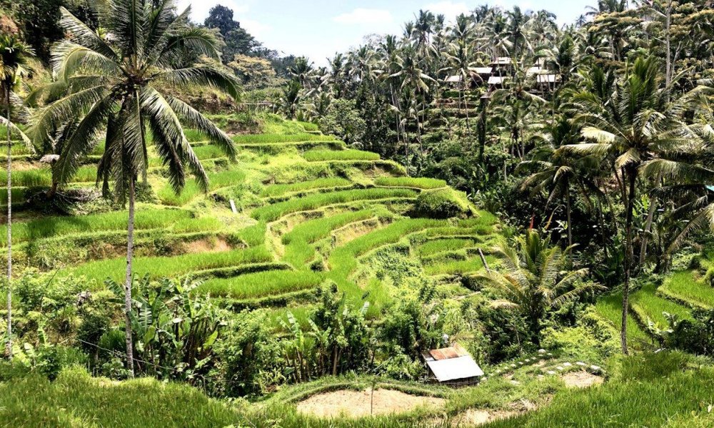 Bali, za družine - 8533.jpg