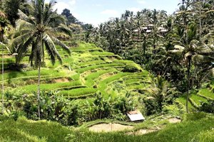 Bali, za družine - 8533.jpg