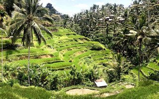 Bali, za družine - 8533.jpg