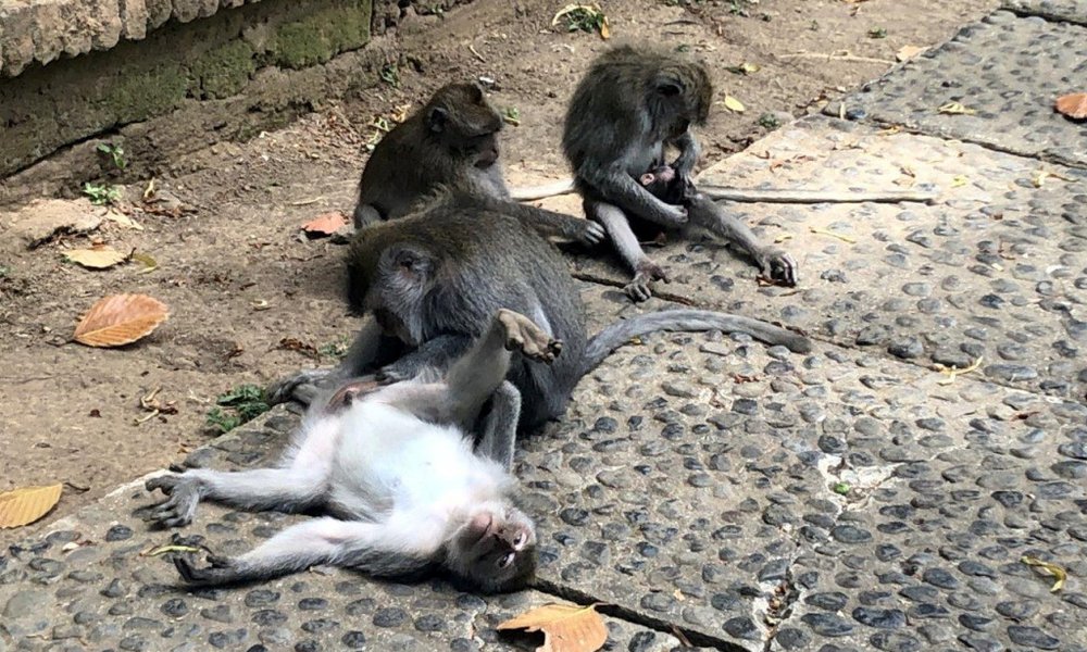 Bali, za družine - 8546.jpg