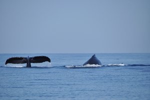 Turistično neodkrite avanture po Hondurasu in Salvadorju - 8632.jpg