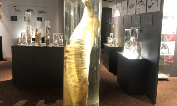 Islandija, s trekom Landmannalaugar - 8712.jpg