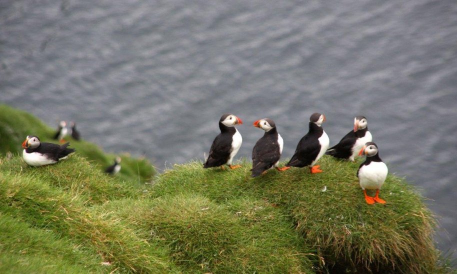 Islandija, s trekom Landmannalaugar - 8722.jpg
