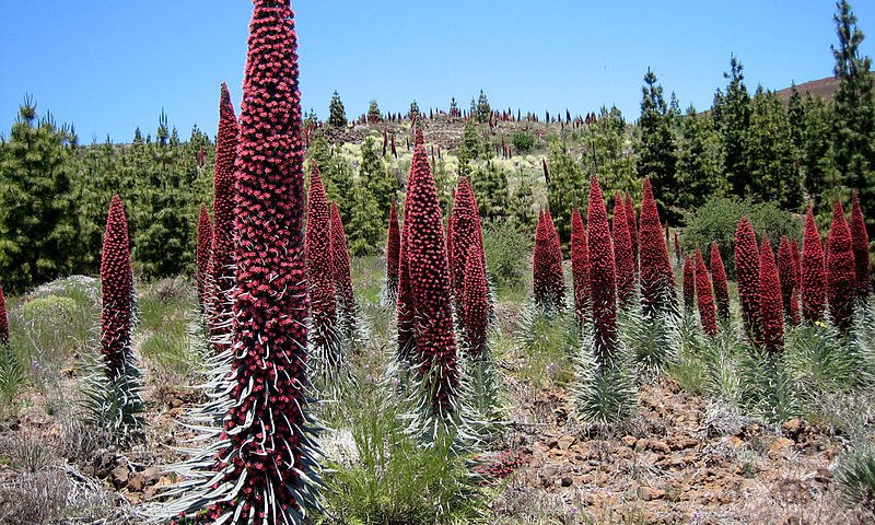 Kanarski otoki: Tenerife in La Gomera - 8728.jpg
