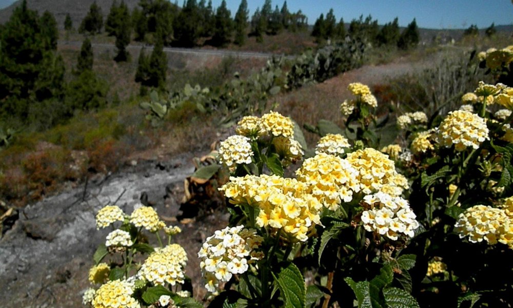 Kanarski otoki: Tenerife in La Gomera - 8729.JPG
