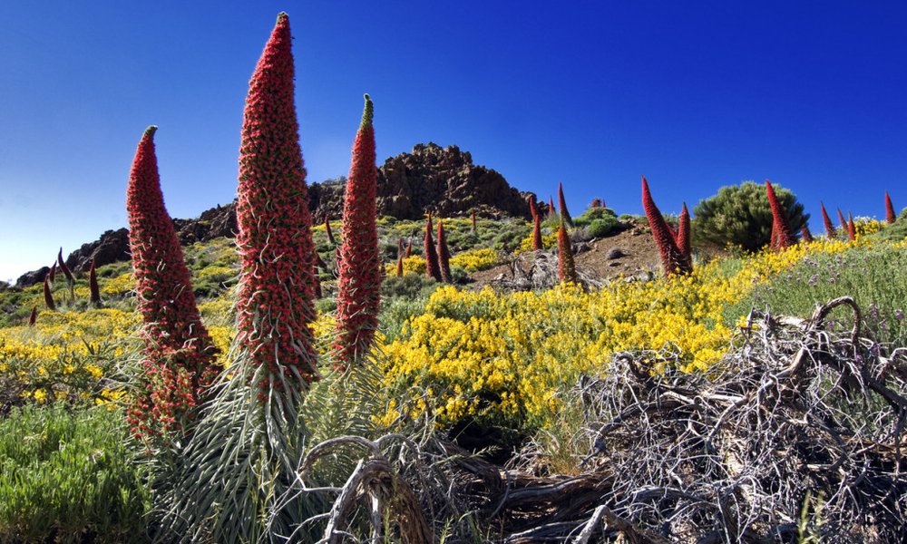 Kanarski otoki: Tenerife in La Gomera - 8736.jpg