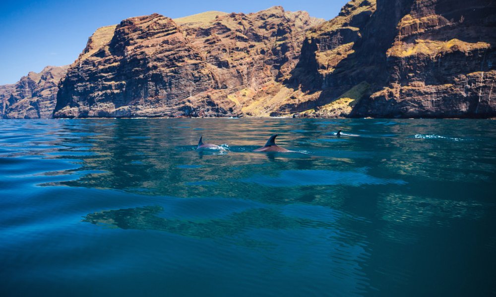 Kanarski otoki: Tenerife in La Gomera - 8741.jpg