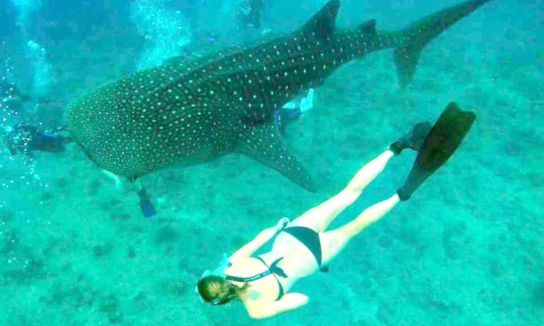 Maldivi  XL - 8781.jpg