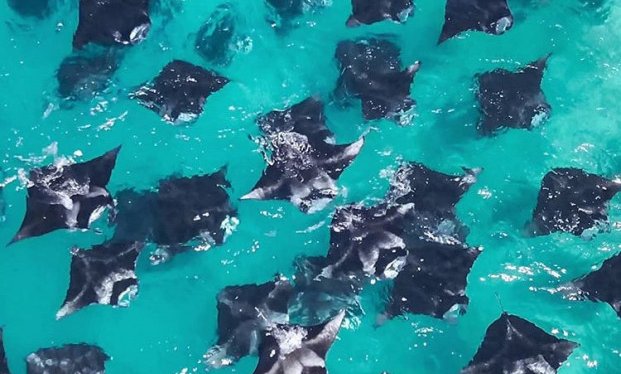 Maldivi potapljanje, Baa atol - 8808.jpg