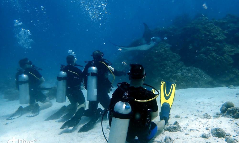 Maldivi potapljanje, Baa atol - 8813.JPG