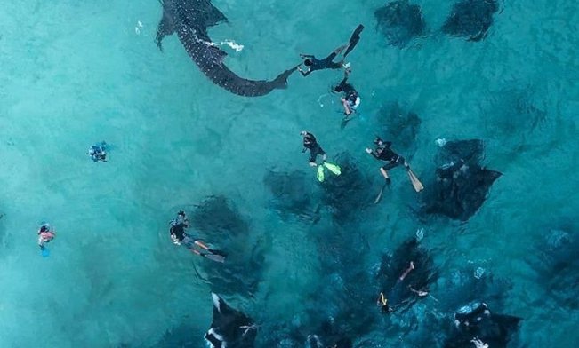 Maldivi potapljanje, Baa atol - 8814.jpg