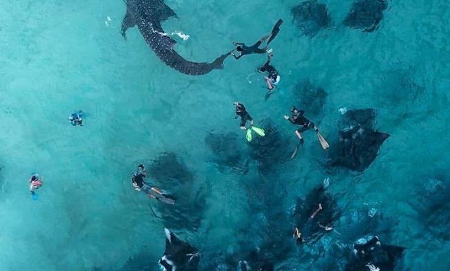 Maldivi potapljanje, Baa atol - 8814.jpg