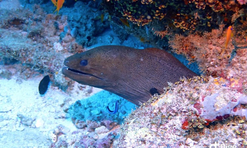 Maldivi potapljanje, Baa atol - 8815.JPG