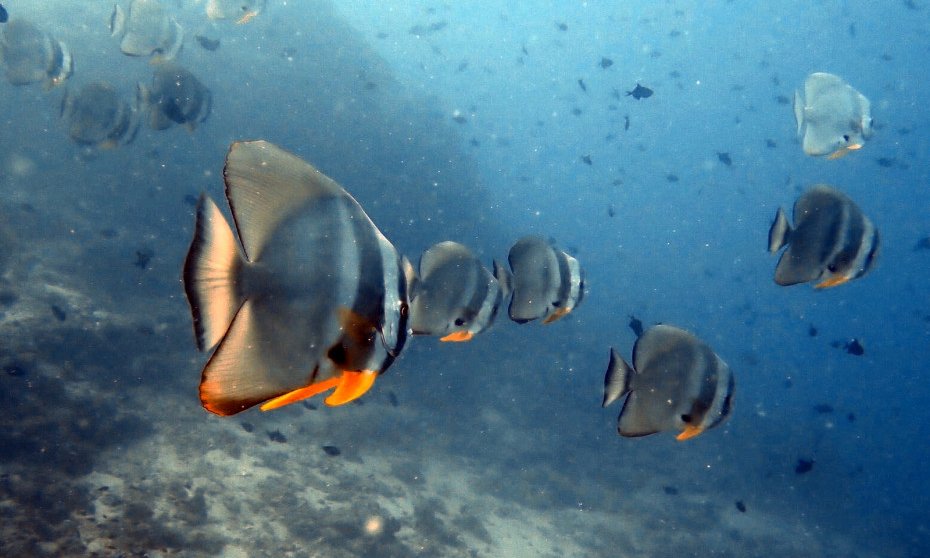 Maldivi potapljanje, Baa atol - 8816.JPG