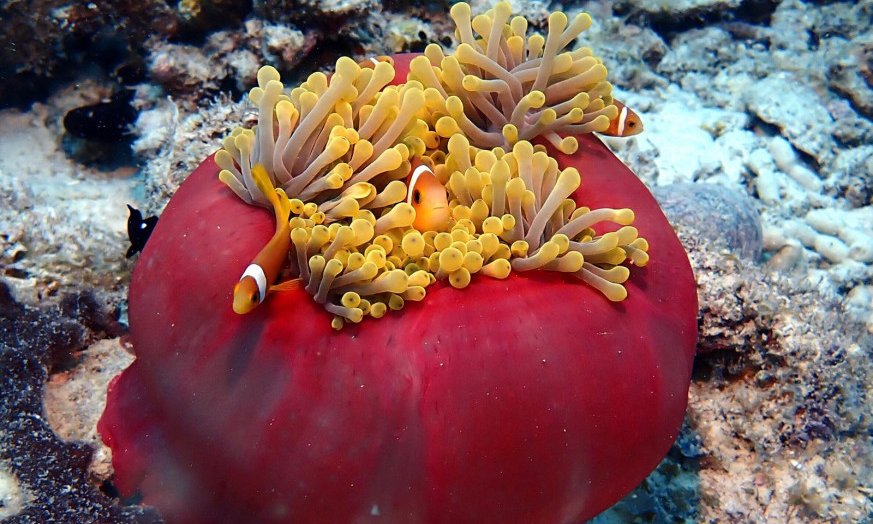 Maldivi potapljanje, Baa atol - 8818.JPG