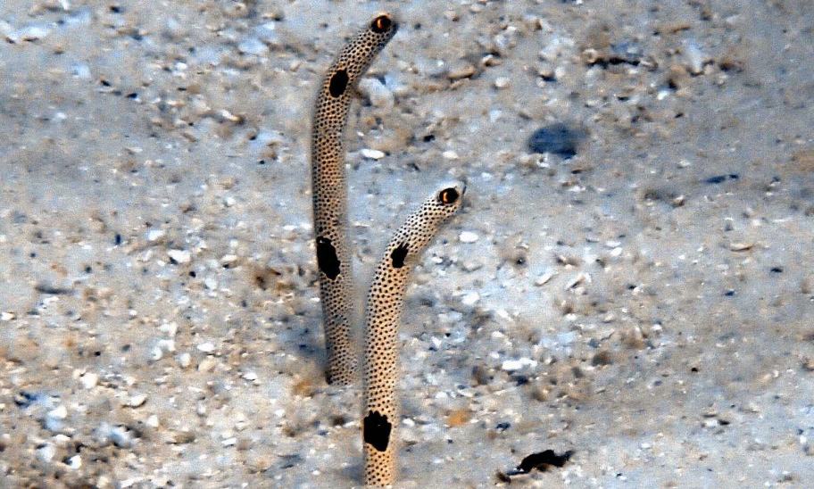 Maldivi potapljanje, Baa atol - 8819.JPG