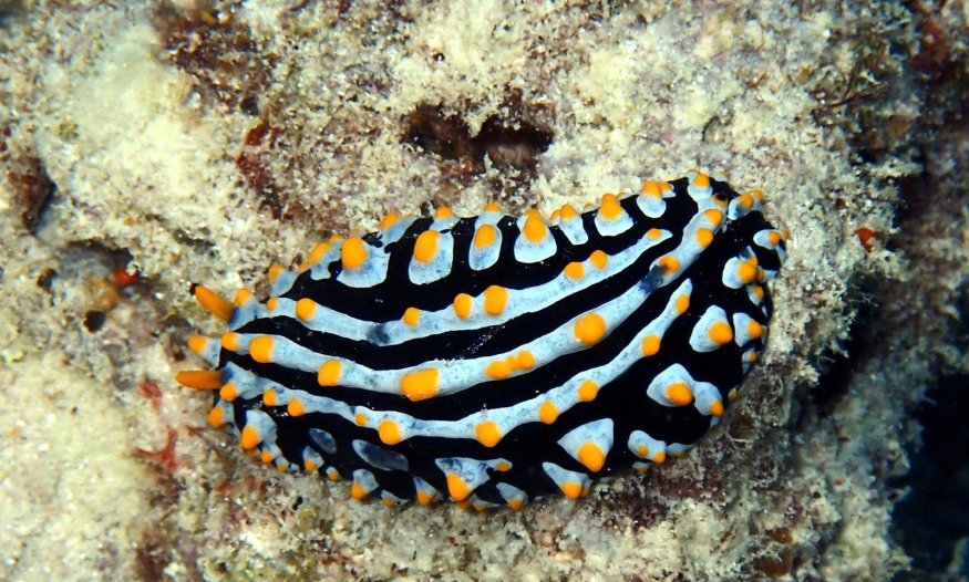 Maldivi potapljanje, Baa atol - 8820.JPG