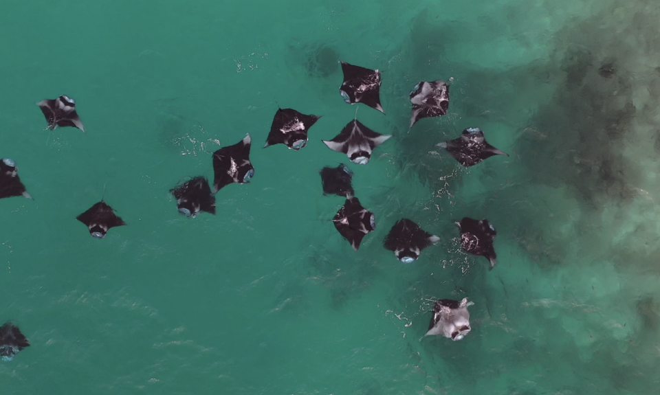 Maldivi potapljanje, Baa atol - 8822.PNG