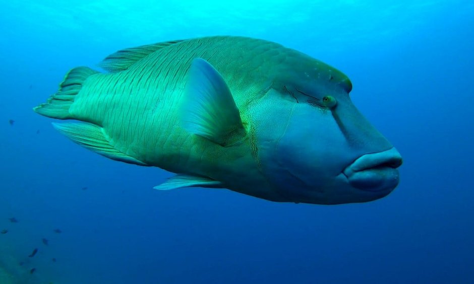 Maldivi potapljanje, Baa atol - 8823.JPG