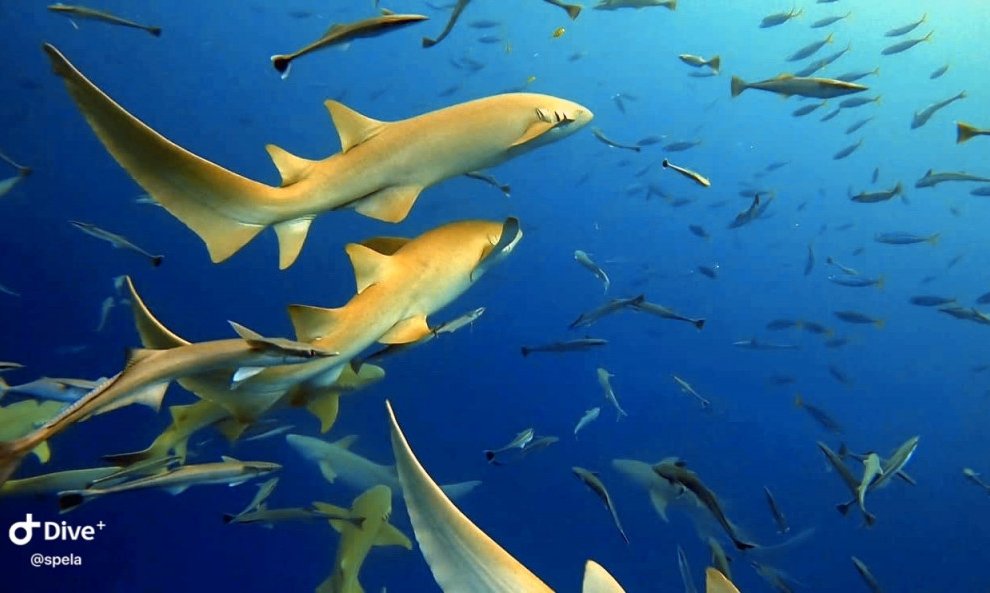 Maldivi potapljanje, Baa atol - 8824.JPG