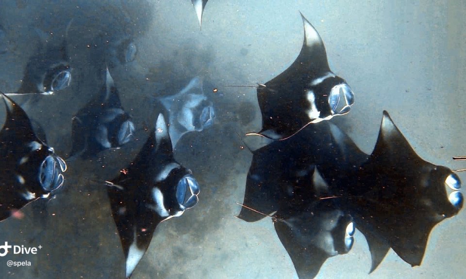 Maldivi potapljanje, Baa atol - 8825.JPG