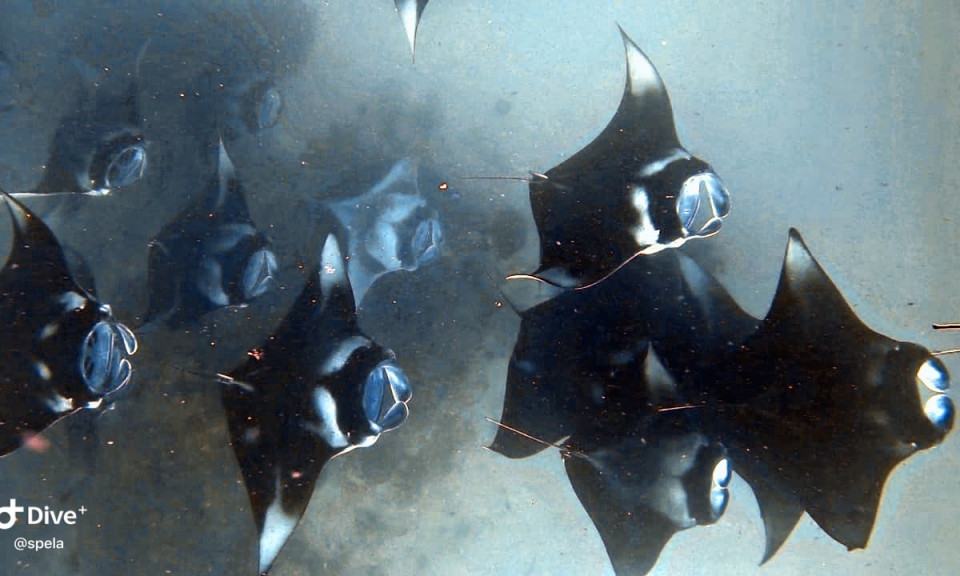 Maldivi potapljanje, Baa atol - 8825.JPG