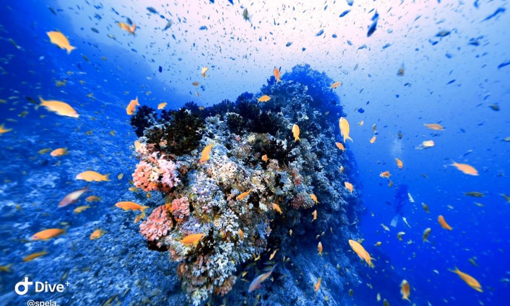 Maldivi potapljanje, Baa atol - 8826.JPG