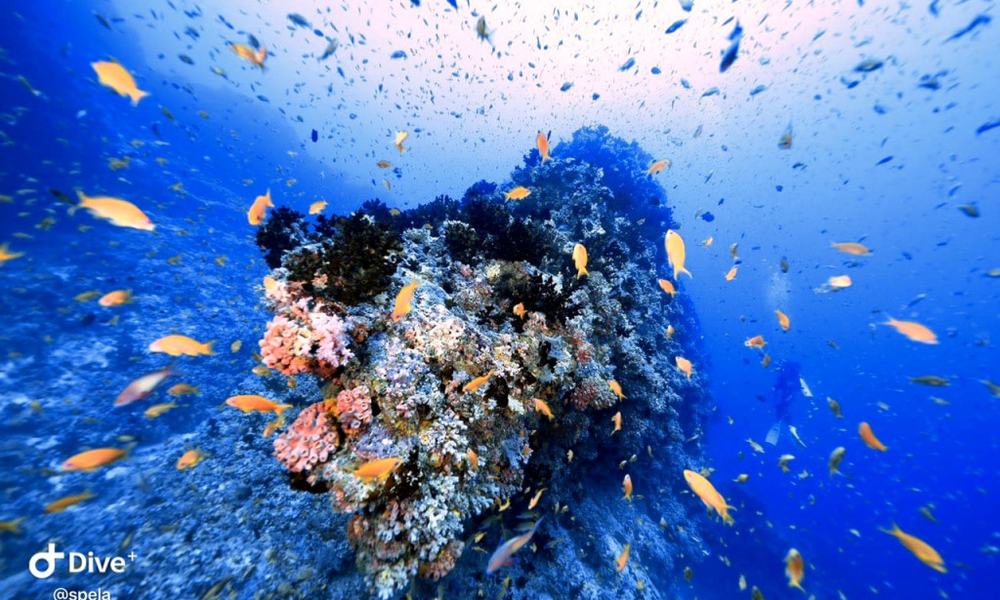 Maldivi potapljanje, Baa atol - 8826.JPG