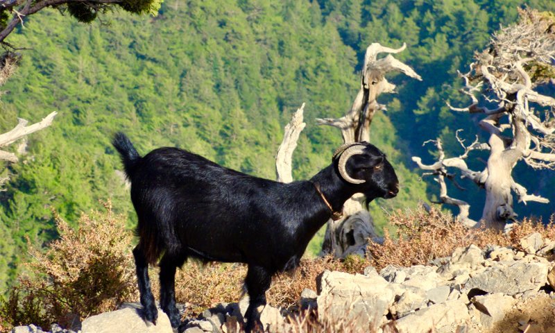 Kreta, treking po Lefka Ori (E4), Grčija - 8883.jpg