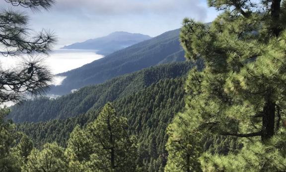 Kanarski otoki: La Palma - 8917.jpg