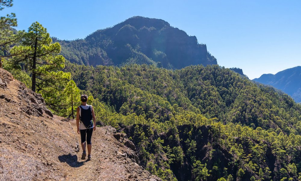 Nacionalni park La Caldera de Taburiente, kanarski borovci