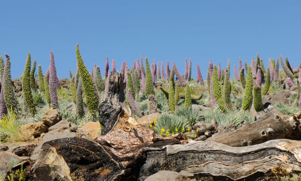 Unikatna flora La Palme