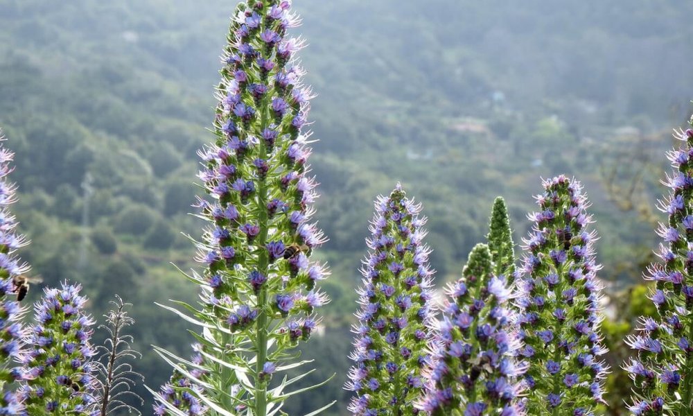 Unikatna flora La Palme