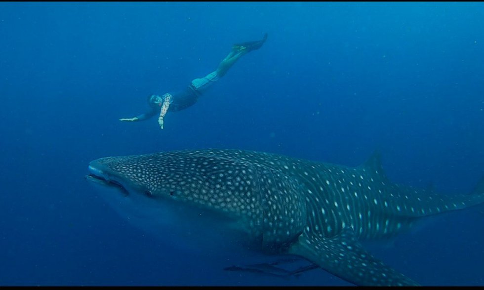 Maldivi otok Thoddoo - 8992.jpg