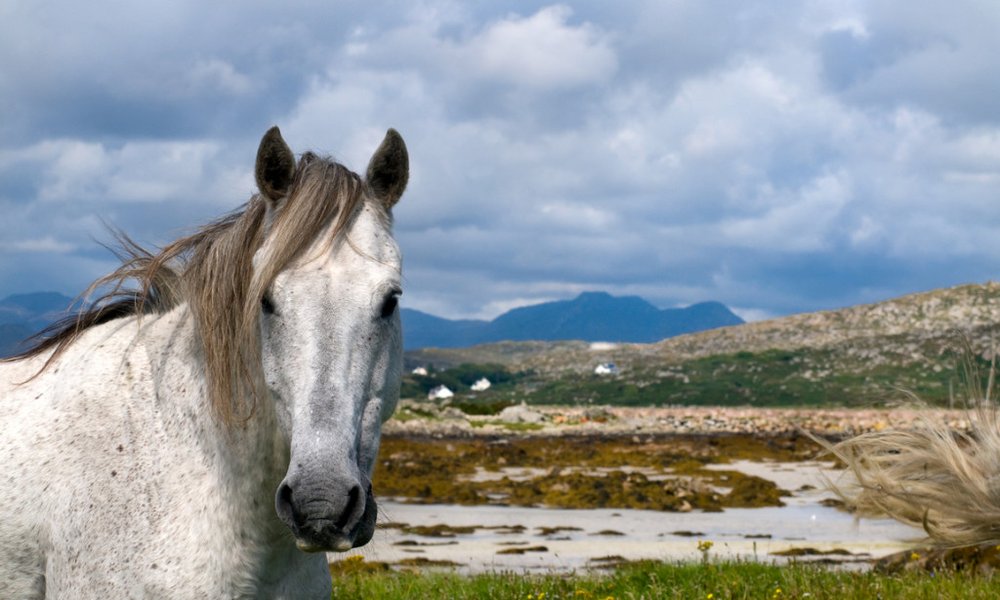 Irska, back to the roots - 9055.jpg