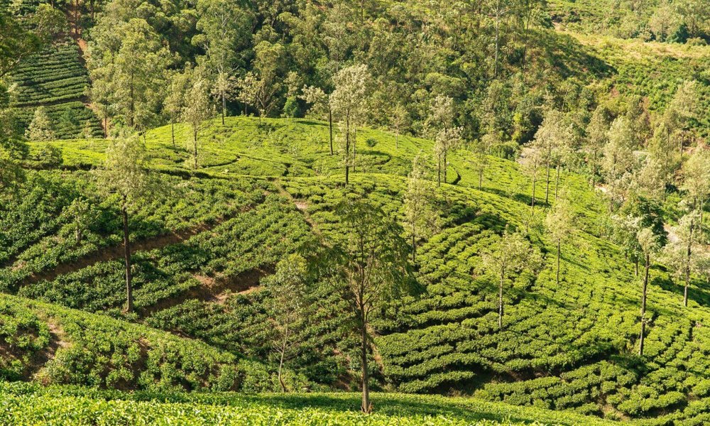 Osrednji del Šri Lanke je poln plantaž čaja