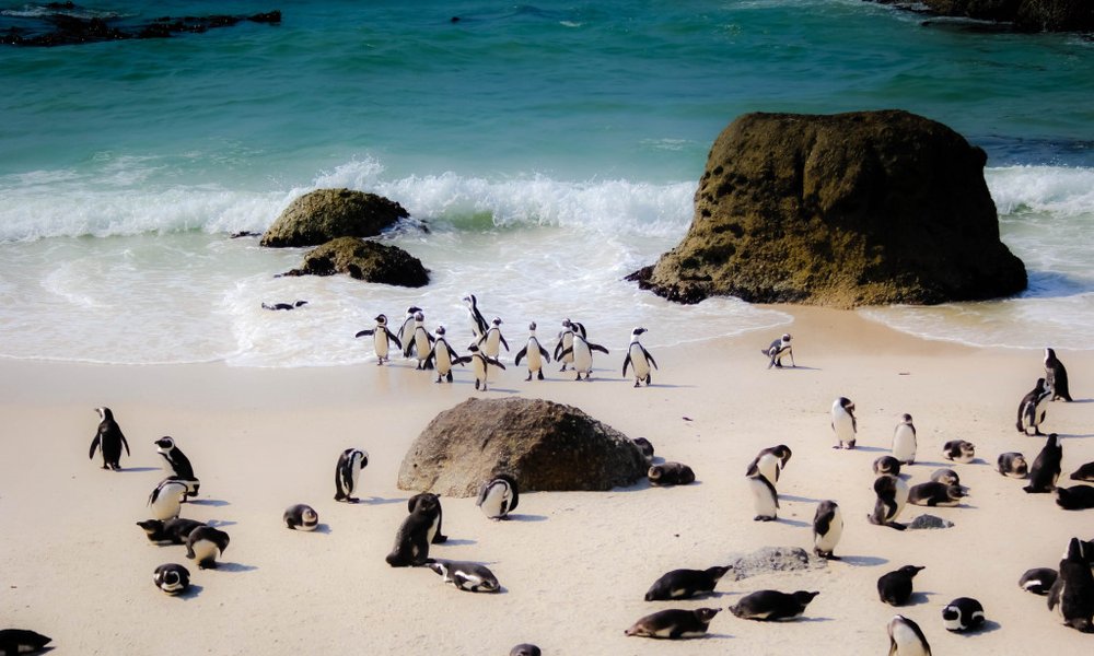 Južna Afrika - 9142.jpg