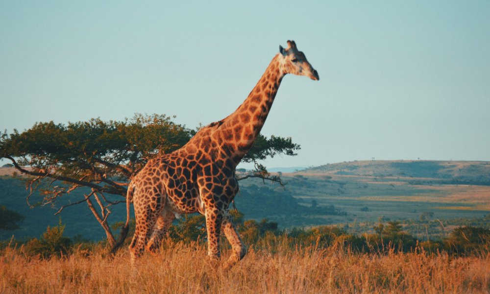 Južna Afrika - 9144.jpg