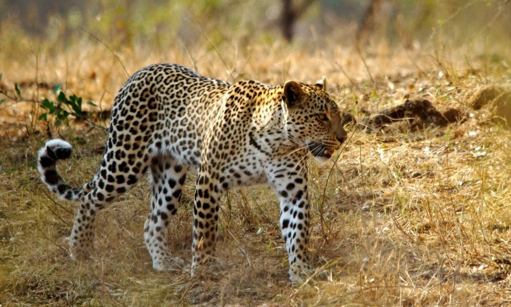 Južna Afrika - 9148.jpg