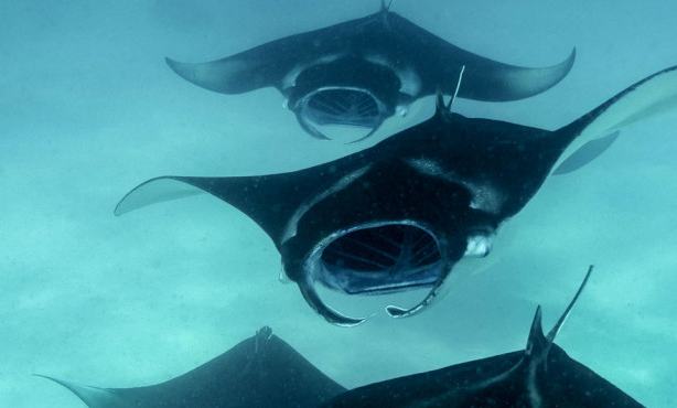 Maldivi otoka Mathiveri in Feridhoo - 9158.JPG