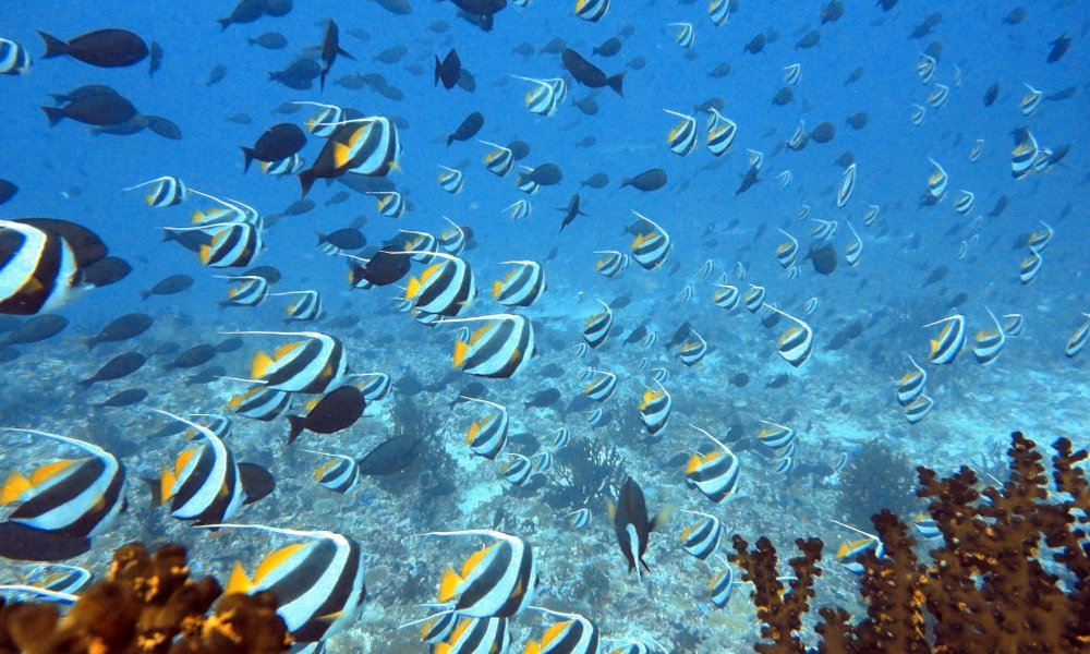 Maldivi otoka Mathiveri in Feridhoo - 9159.JPG