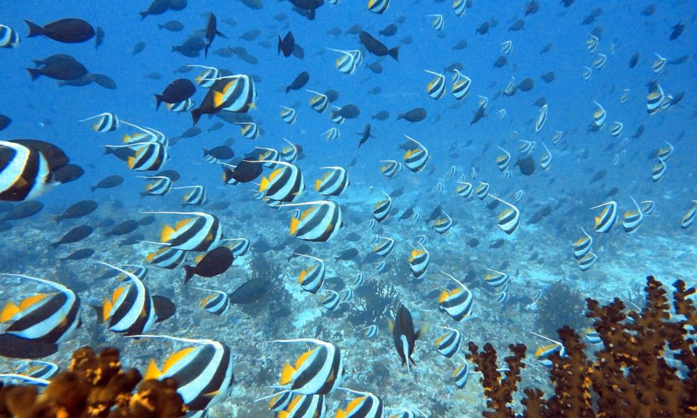 Maldivi otoka Mathiveri in Feridhoo - 9159.JPG