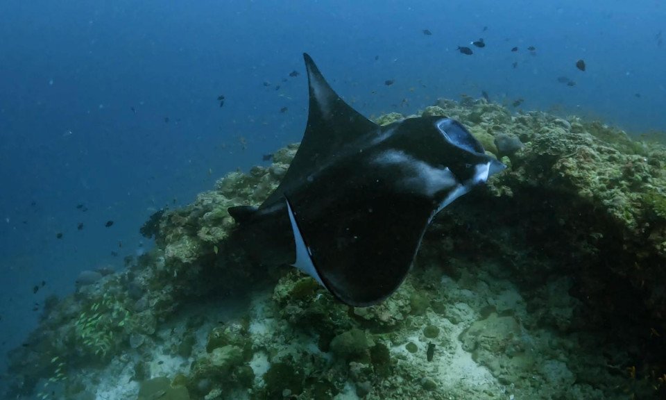 Maldivi otoka Mathiveri in Feridhoo - 9172.JPG